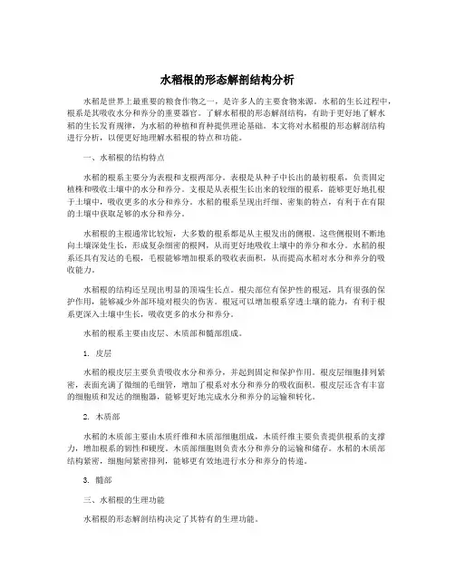 水稻根的形态解剖结构分析