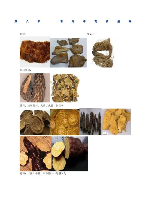 执业中药师药一常用中药图谱