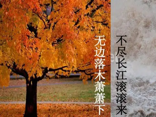 《说“木叶”》课件(新人教版必修5)