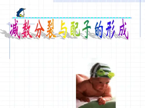 减数分裂与配子的形成