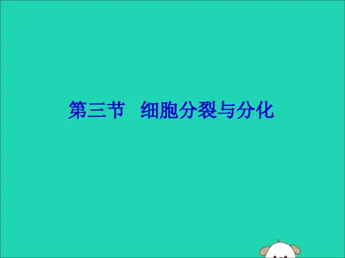 七年级生物上册.3细胞的分裂与分化课件()