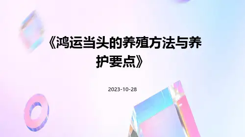 鸿运当头的养殖方法与养护要点