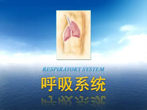 内脏学教学课件：呼吸系统