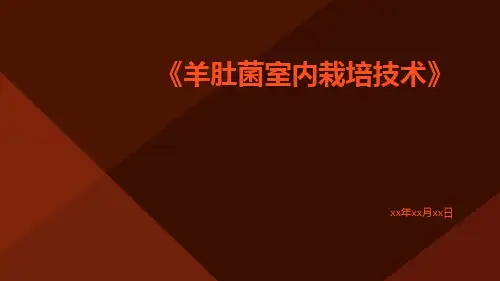 羊肚菌室内栽培技术