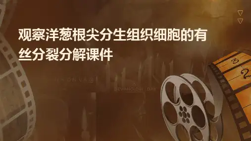 观察洋葱根尖分生组织细胞的有丝分裂分解课件