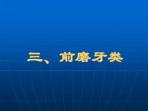 前磨牙牙体解剖 ppt课件