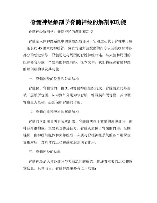 脊髓神经解剖学脊髓神经的解剖和功能