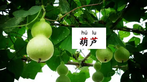 我要的是葫芦ppt课件