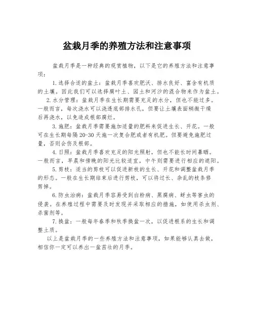 盆栽月季的养殖方法和注意事项