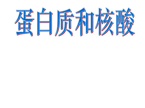 蛋白质和核酸课件