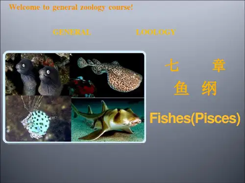普通动物学ppt课件第十七章鱼纲