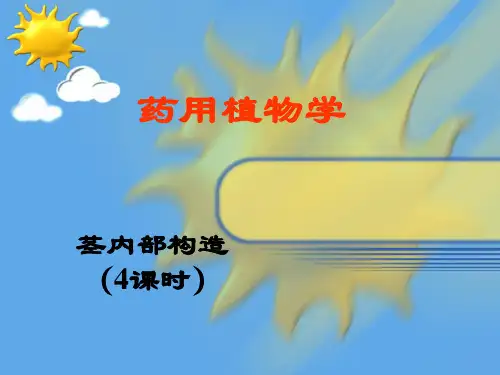 茎的内部构造