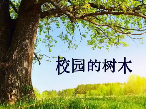 小学科学三上《1.2、校园的树木》课件(9)ppt(共10张PPT)