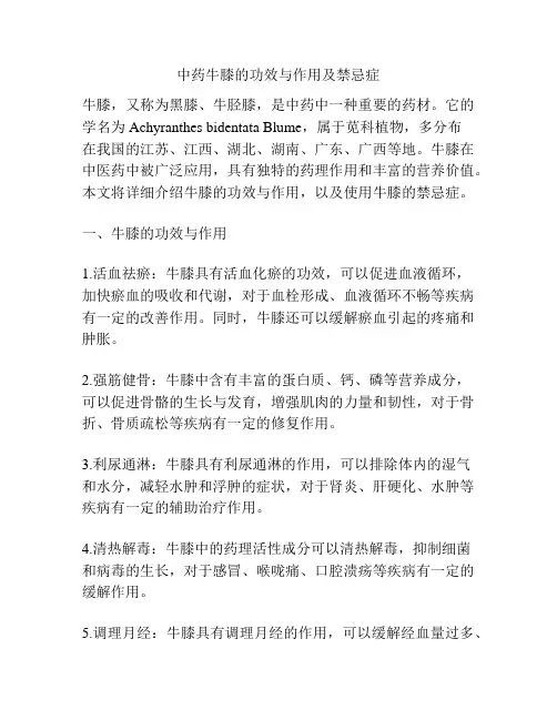 中药牛膝的功效与作用及禁忌症