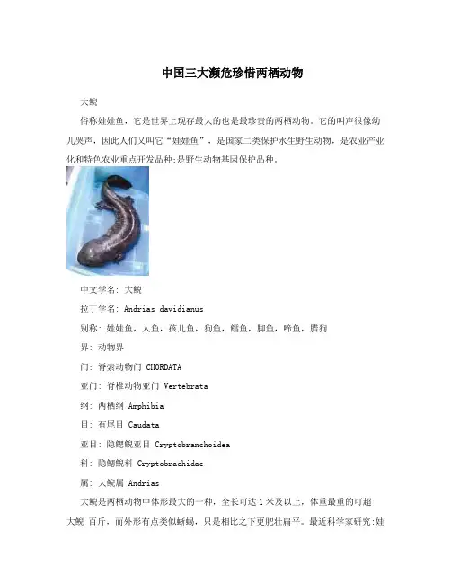 中国三大濒危珍惜两栖动物