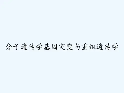 分子遗传学基因突变与重组遗传学