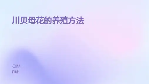 川贝母花的养殖方法