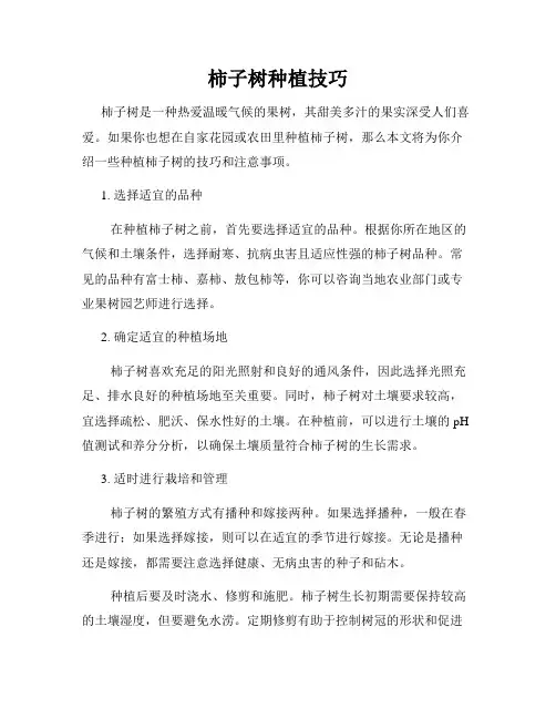 柿子树种植技巧
