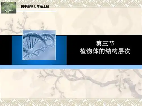 七年级生物上册第二单元第二章第三节植物体的结构层次课件2(新版)新人教版