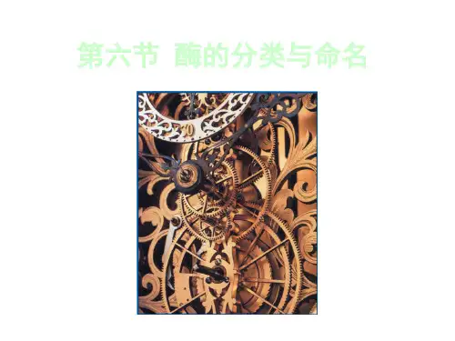 酶分类与命名