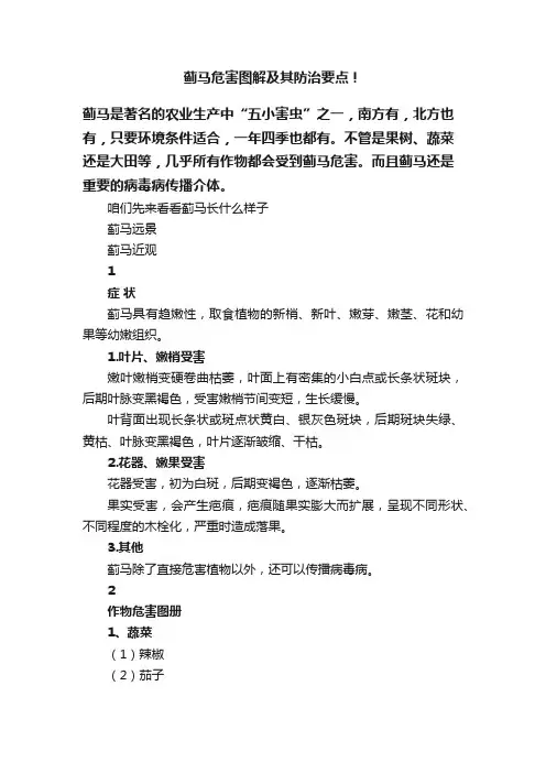 蓟马危害图解及其防治要点！