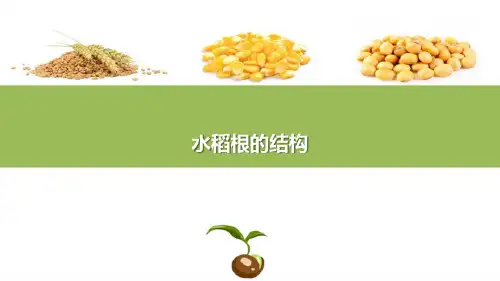 水稻生物学特性—水稻的根