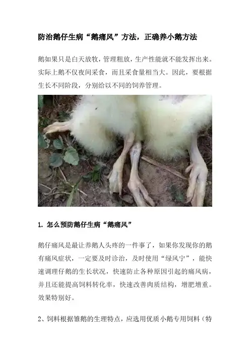 防治鹅仔生病“鹅痛风”	方法,正确养小鹅方法