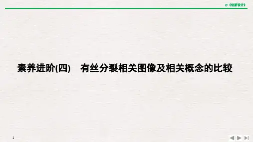 素养进阶(四) 有丝分裂相关图像及相关概念的比较