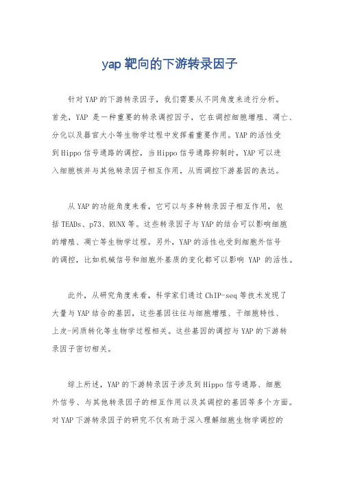 yap靶向的下游转录因子
