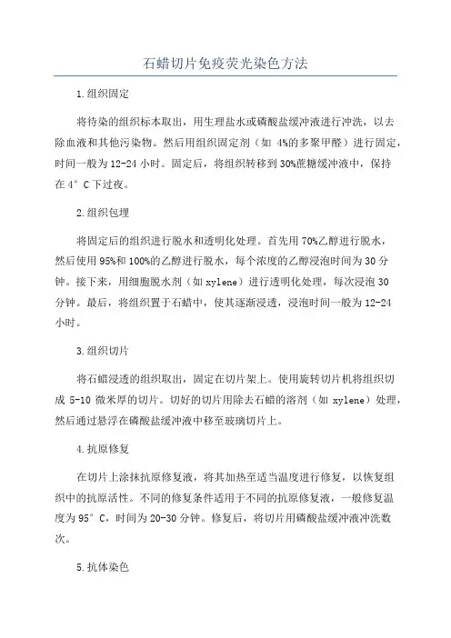 石蜡切片免疫荧光染色方法