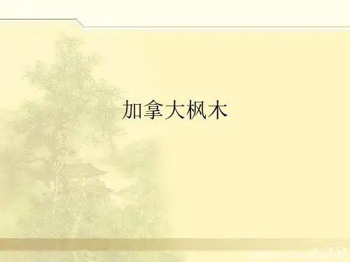加拿大枫木