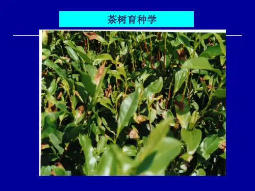 茶园艺学-茶育复习(ppt模板)
