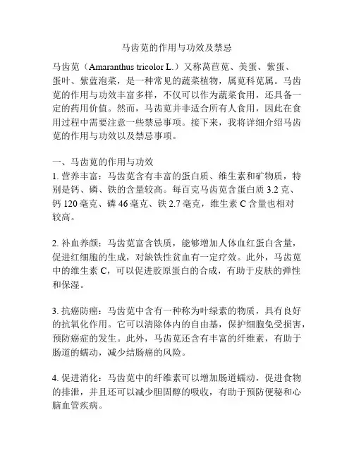 马齿苋的作用与功效及禁忌
