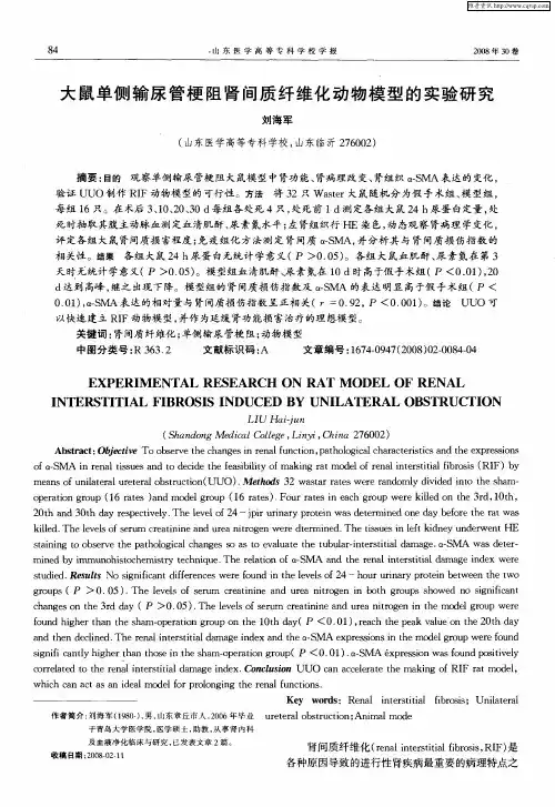 大鼠单侧输尿管梗阻肾间质纤维化动物模型的实验研究
