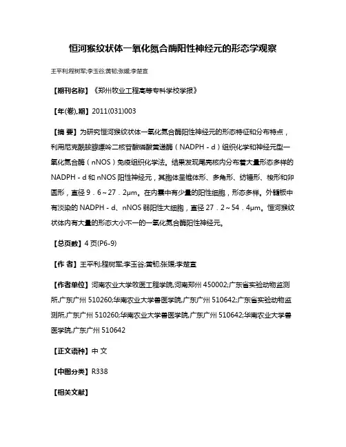 恒河猴纹状体一氧化氮合酶阳性神经元的形态学观察