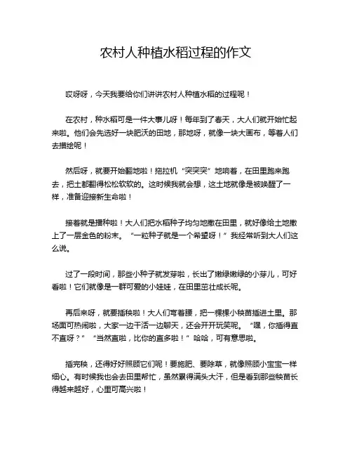 农村人种植水稻过程的作文