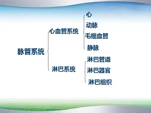 心血管系统心PPT课件