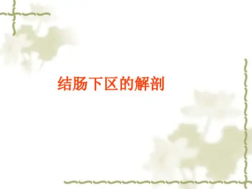 解剖学课件--结肠下区解剖
