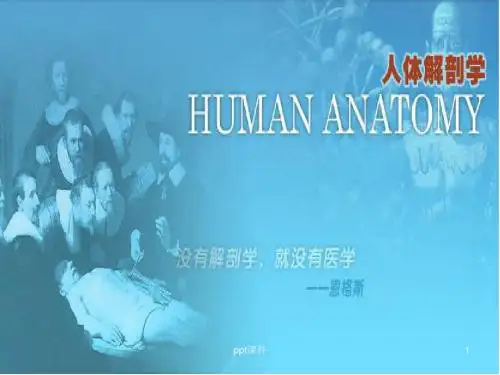 《人体解剖学》绪论  ppt课件