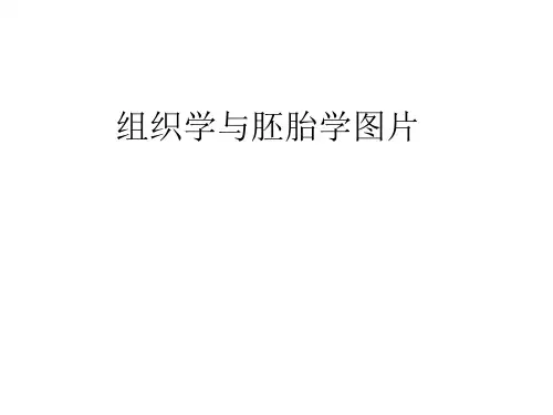 组织学与胚胎学图XXXX514