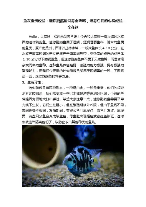 鱼友宝贵经验：迷你鹦鹉鱼饲养全攻略，培养它们的心得经验全在这