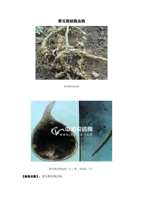 黄瓜根结线虫病