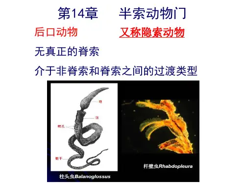 第14章半索动物