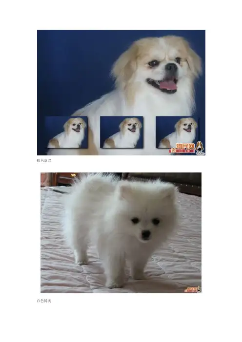 教你认识各种狗狗