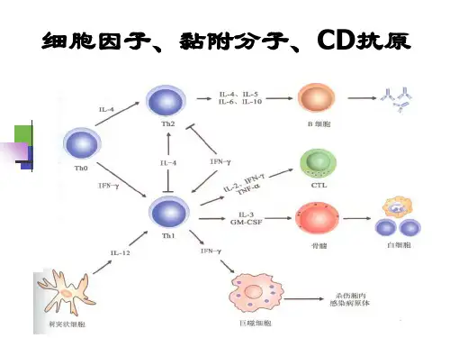 细胞因子中文-本科ppt课件