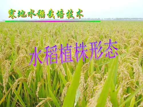 水稻植株形态