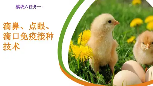 滴鼻、点眼、滴口免疫接种技术课件(共21张PPT)《猪鸡生产》