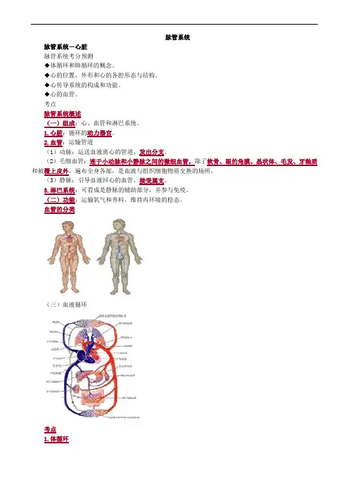 脉管系统解剖考点总结