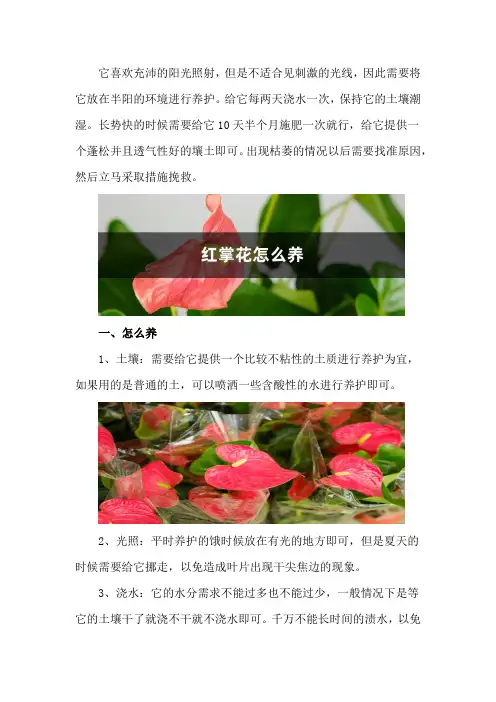 红掌花怎么养,枯萎了怎么办