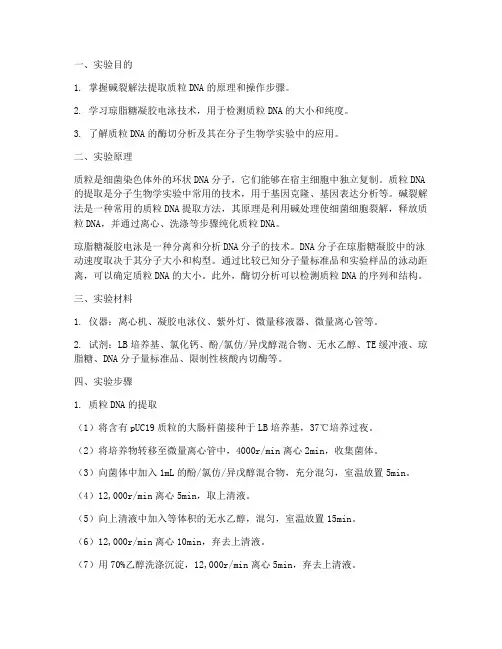 质粒检测实验报告